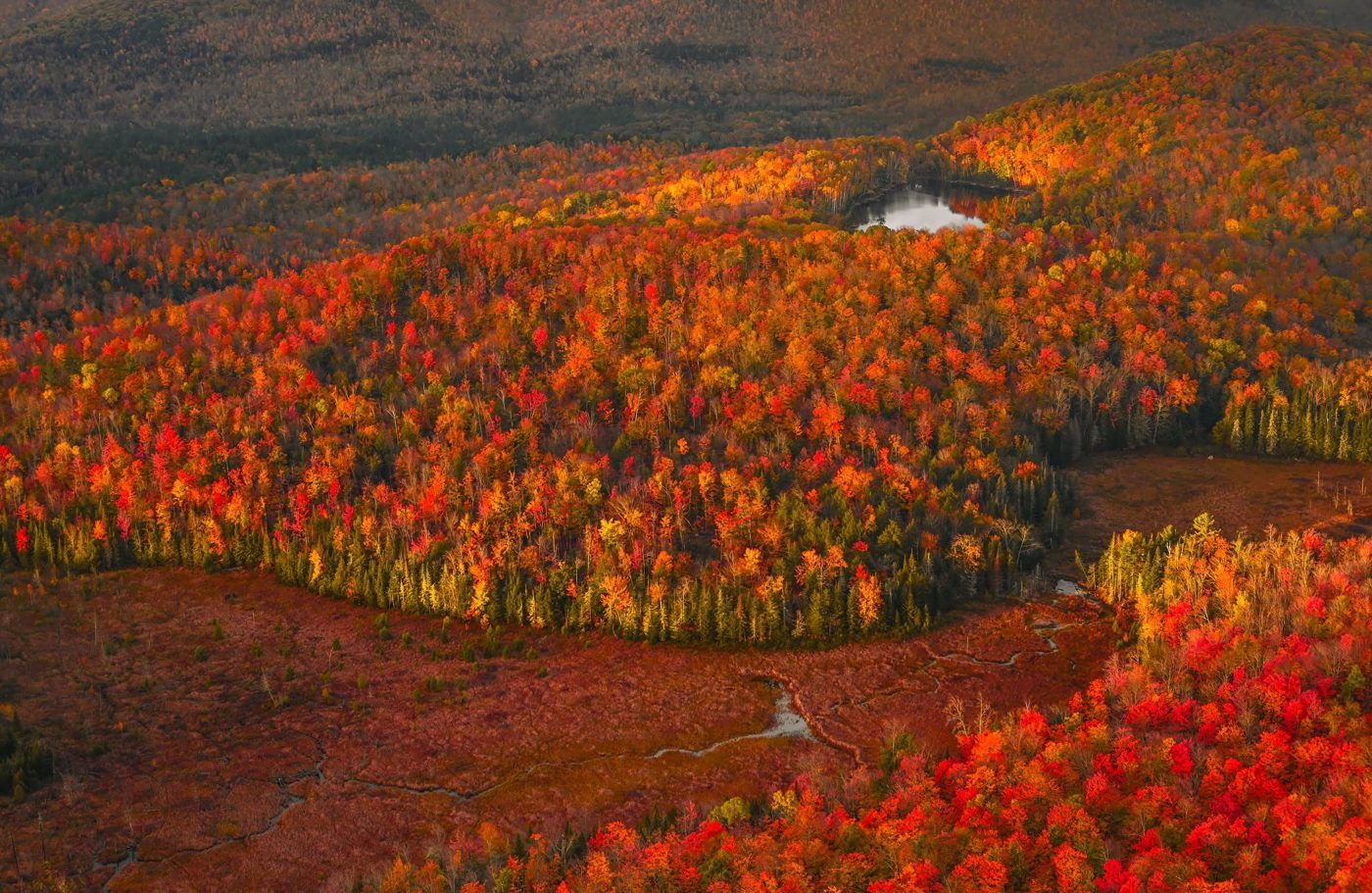 Dense red and orange maple canopy from the air